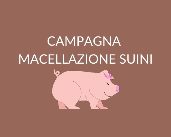 Macellazione a domicilio dei suini ai fini dell'autoconsumo - Campagna 2024/2025